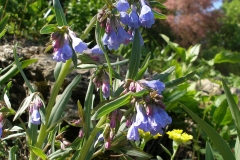 Mertensia lanceolata (Bluebells)