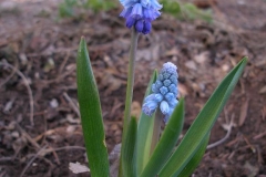Muscari sp. (Grape Hyacinth)