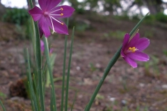 Olsynium douglasii (Purple-eyed Grass)