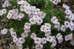 Petrocallis pyrenaica