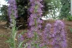 Phacelia sericea (Silky Scorpionweed)