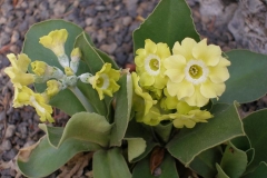 Primula auricula