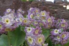 Primula auricula (Primrose)