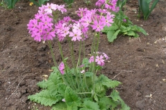 Primula cortusoides (Primrose)