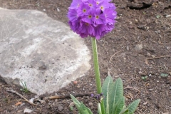 Primula denticulata (Drumstick Primula)