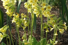 Primula elatior (Oxlip Primrose)