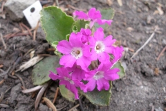 Primula hirsuta