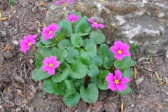Primula juliae