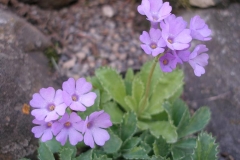 Primula marginata