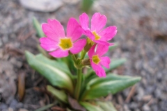 Primula rosea 'Gigas'