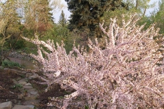 Prunus tomentosa (Nanking Cherry tree)