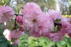 Prunus triloba 'Multiplex' (Double-flowering Plum)