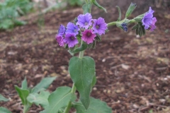Pulmonaria mollis (Lungwort)