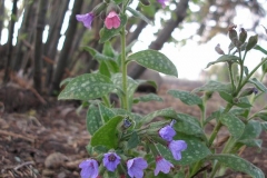 Pulmonaria saccharata (Lungwort)