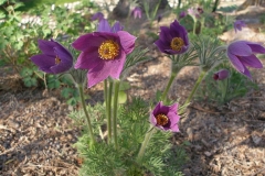 Pulsatilla vulgaris (Pasqueflower)