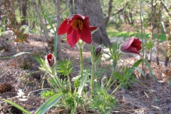 Pulsatilla vulgaris 'Rubra' (Pasqueflower)