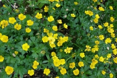 Ranunculus eschscholtzii (Buttercup)