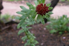 Rhodiola integrifolia (Sedum integrifolium)
