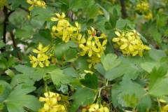 Ribes aureum (Golden Current)