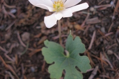 Sanguinaria canadensis (Bloodroot)
