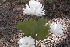 Sanguinaria canadensis (Flore Pleno Bloodroot)