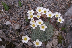 Saxifraga crenata