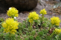 Saxifraga x haagii