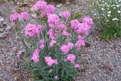 Silene subacaulescens