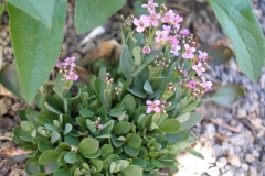 Thlaspi alpestre