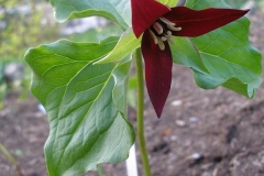 Trillium erectum