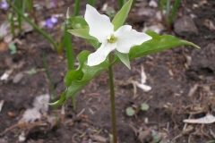 Trillium grandiflorum