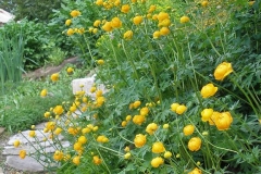 Trollius europeaus (European Globeflower)