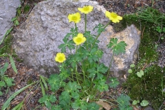 Trollius pumilus (Dwarf Globeflower)
