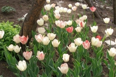 Tulipa (Silverstream)