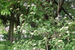 Viburnum lantana (Wayfaring Tree)