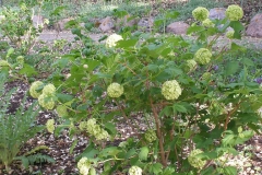 Viburnum opulus 'Sterile'