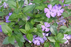 Vinca minor (Periwinkle)