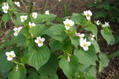 Viola canadensis (Canada Violet)