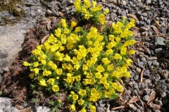 Vitaliana primuliflora