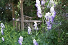 Aconitum x cammarum (Bicolor Monkshood)