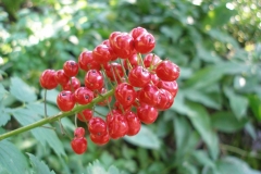 Actaea rubra red-berried (Baneberry)