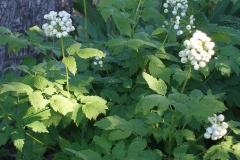 Actaea rubra white berried (Baneberry)