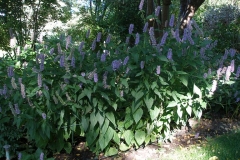 Agastache foeniculum 'Blue Fortune' (Hyssop)