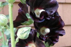 Alcea rosea (Nigra Hollyhock)