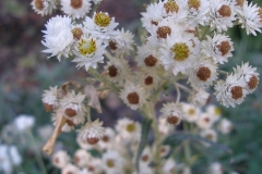 Anaphalis margaritacea (Pearly Everlasting)