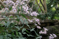 Aster laevis (Smooth Aster)