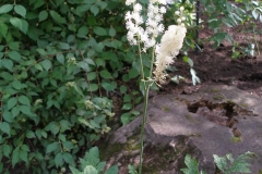 Cimicifuga dahurica [Tree Bugbane]