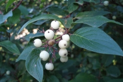 Cornus sericea (Dogwood)