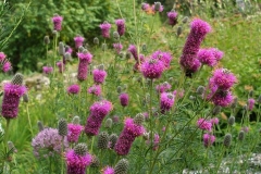 Dalea purpurea (Purple Prairie Clover)