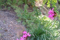 Dianthus carthusianorum